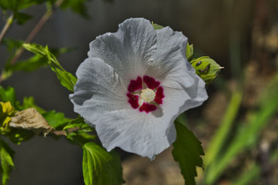 Close-up of white hibiscus flower