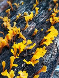 Close-up of yellow flowers on wood