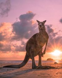 Portrait of giraffe standing against sky during sunset