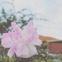 Close-up of pink flowers blooming against sky