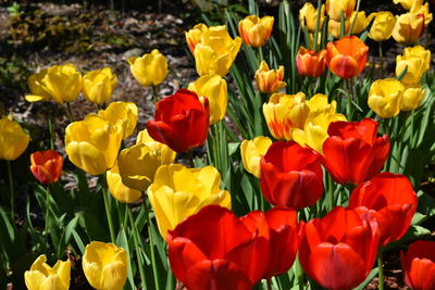 Close-up of multi colored tulips in field