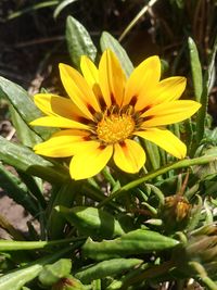 Close-up of yellow flowers blooming outdoors