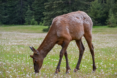 Horse grazing in a field