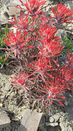 Close-up of red flowers