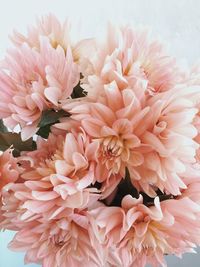 Close-up of pink dahlia flowers