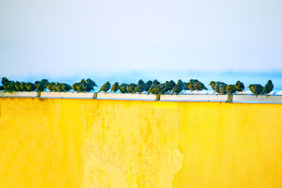 Bird perching on a wall