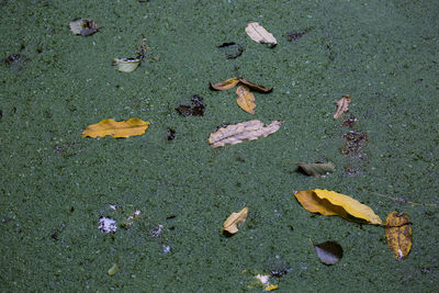 High angle view of fallen autumn leaves