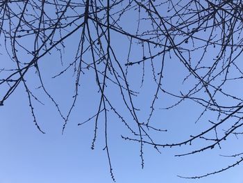 Low angle view of branches against clear blue sky