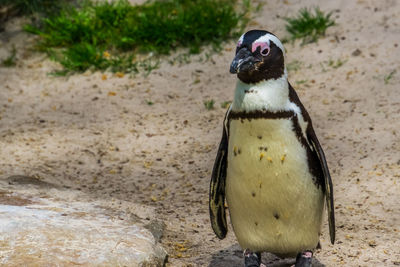 Close up of a bird on sand