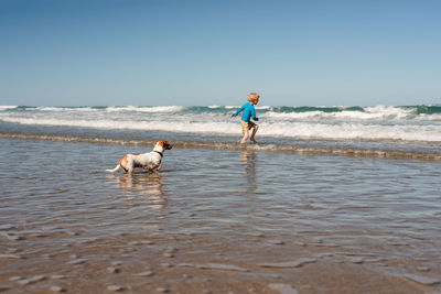 Small dog watching child playing in waves at beach in new zealand