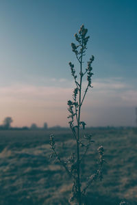 Plant against sky at sunset