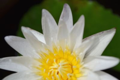 Close-up of white flowers