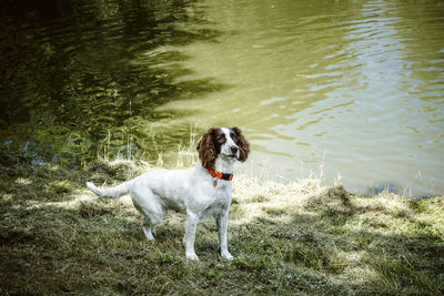 High angle view of dog standing in water