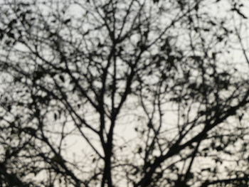 Low angle view of bare trees against sky