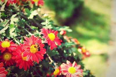 Close-up of red flowers