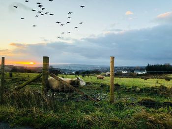 Flock of birds flying over field against sky