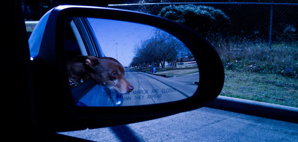 Reflection of dog in side-view mirror of car