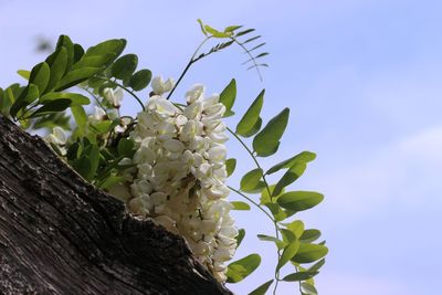 Low angle view of flowering plant against sky