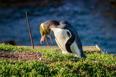 Side view of a bird