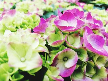 Close-up of pink flowering plants