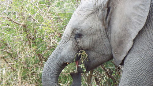 Close-up of elephant in field