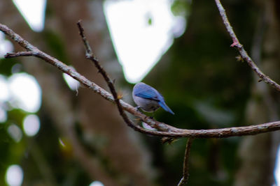 Close-up of bird perching on branch