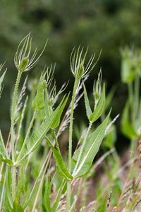 Close-up of leaves