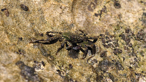 Close-up of lizard