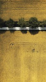 High angle view of yellow water on land