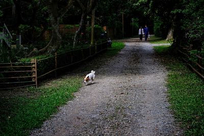 Rear view of dog walking on footpath amidst plants