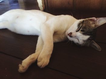 Close-up of cat sleeping on hardwood floor