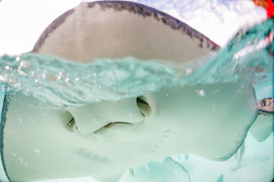 Stingray mouth over and under water