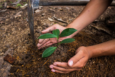 Close-up of woman planting sapling