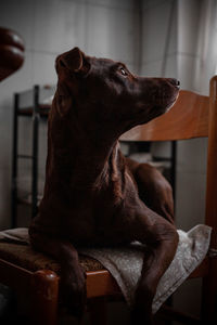Close-up of a dog looking away