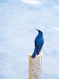 Close-up of bird perching on wooden post against sky