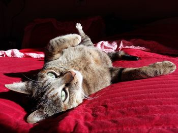 Close-up of cat sleeping on bed