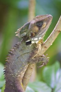 Close-up of a lizard