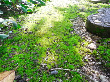 High angle view of moss growing on rock