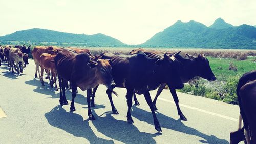 Landscape with mountains in background