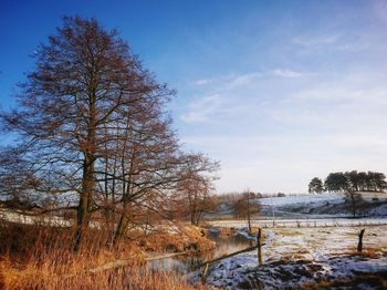 Bare trees on snowy landscape against sky