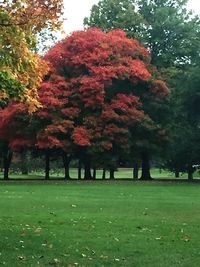 Trees in park during autumn