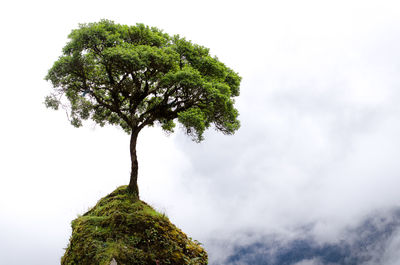 Low angle view of tree against sky