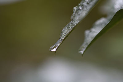 Close-up of raindrops on plant during winter