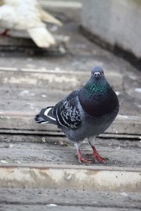 High angle view of pigeon perching on wood