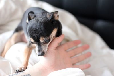 Chihuahua playing with human hand