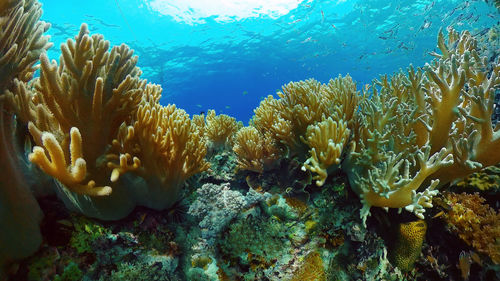 sea
