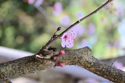 Close-up of branch against blurred background