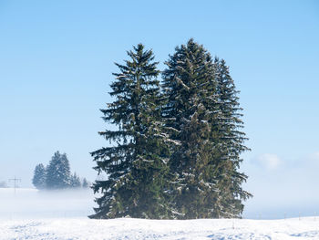 Trees on field against clear sky during winter