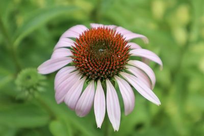 Close-up of flower