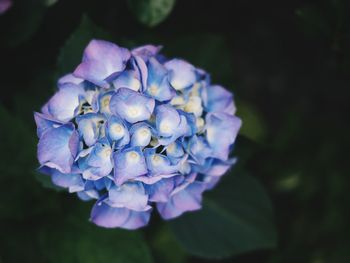 Close-up of purple flowers